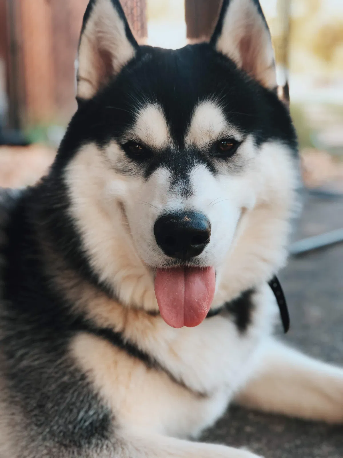 Lost dog in Alexander, AR, 72002