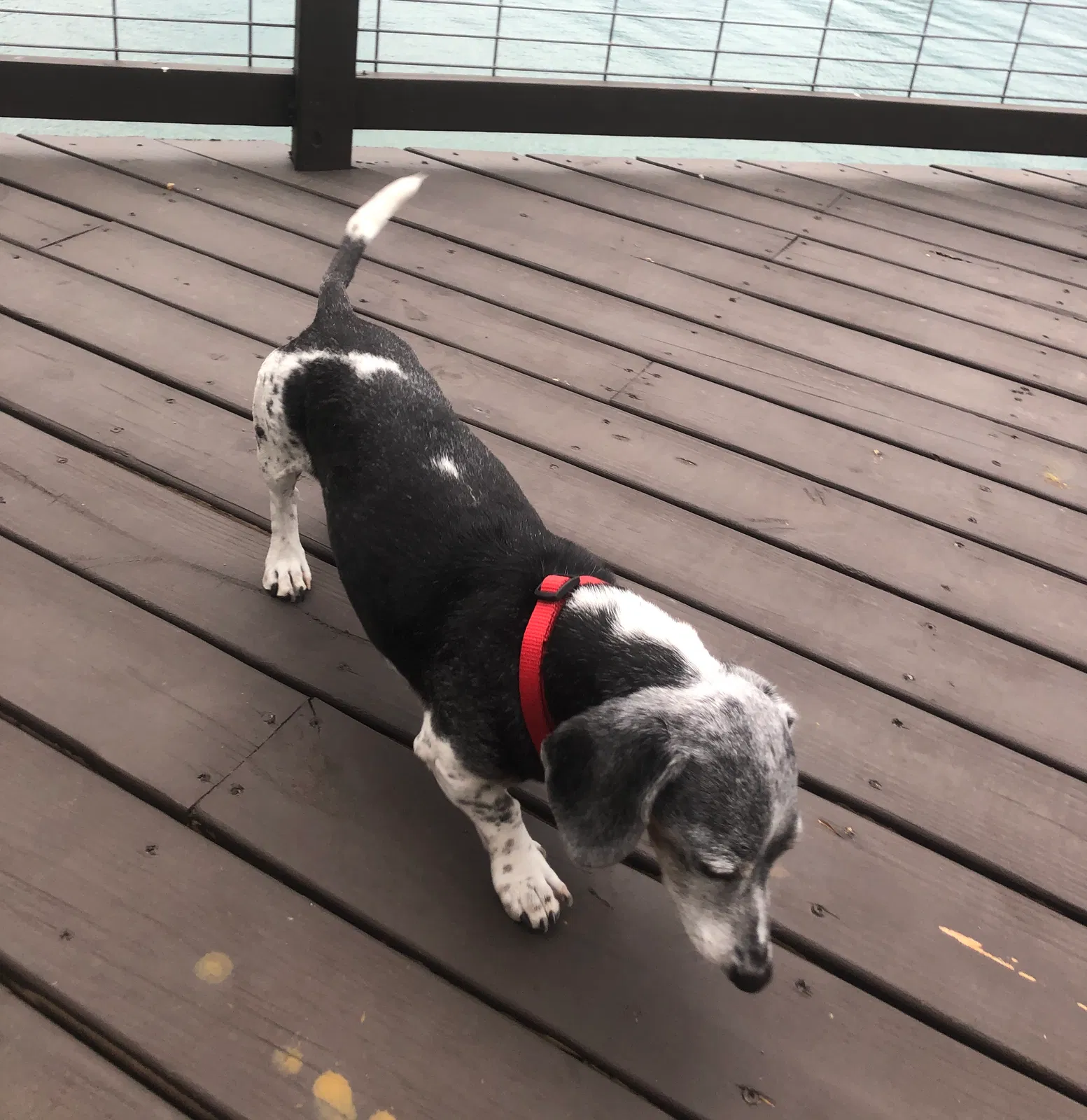 Lost dog in Helotes, TX, 78023