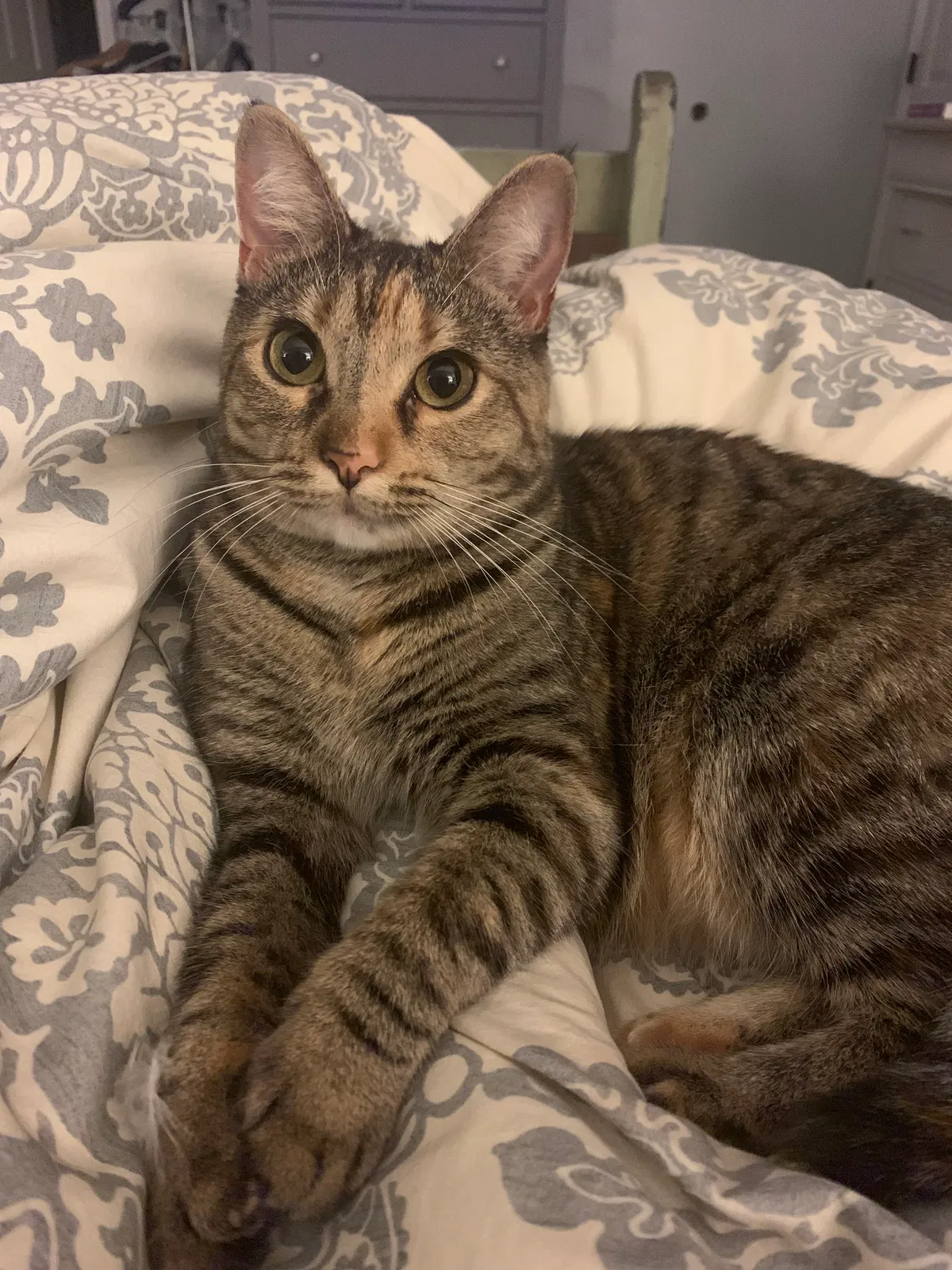 Lost cat in Knoxville, TN, 37923