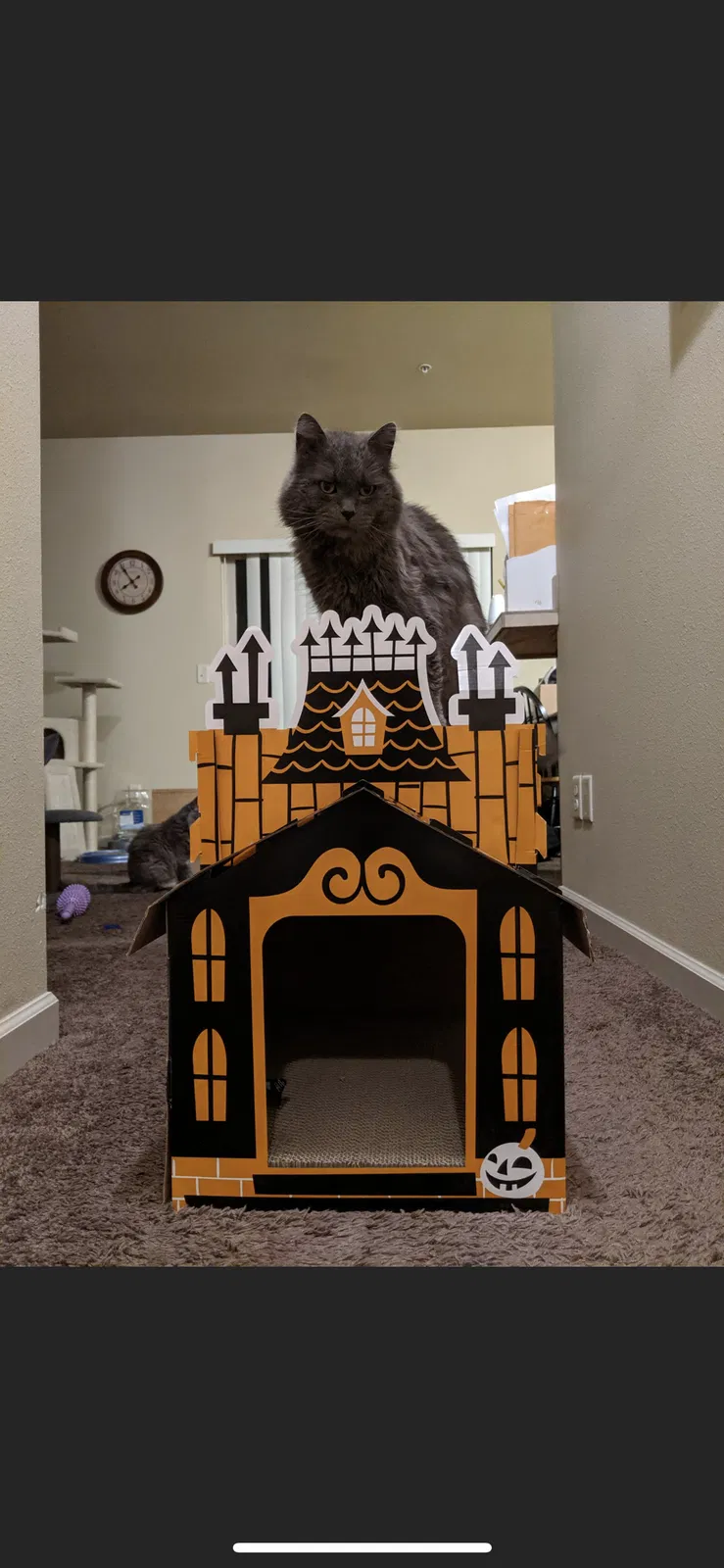 Lost cat in Salem, OR, 97317
