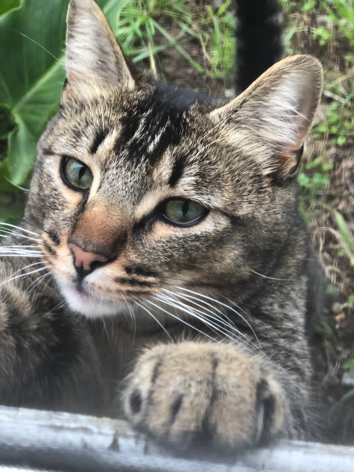 Lost cat in Pacifica, CA, 94044