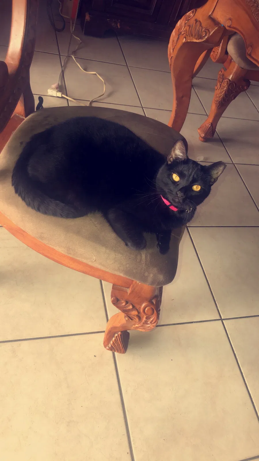 Lost cat in Miami, FL, 33177