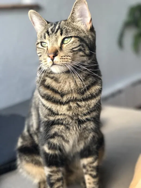 Lost cat in Denver, CO, 80212