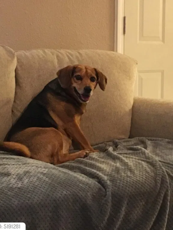 Lost dog in Inola, OK, 74036