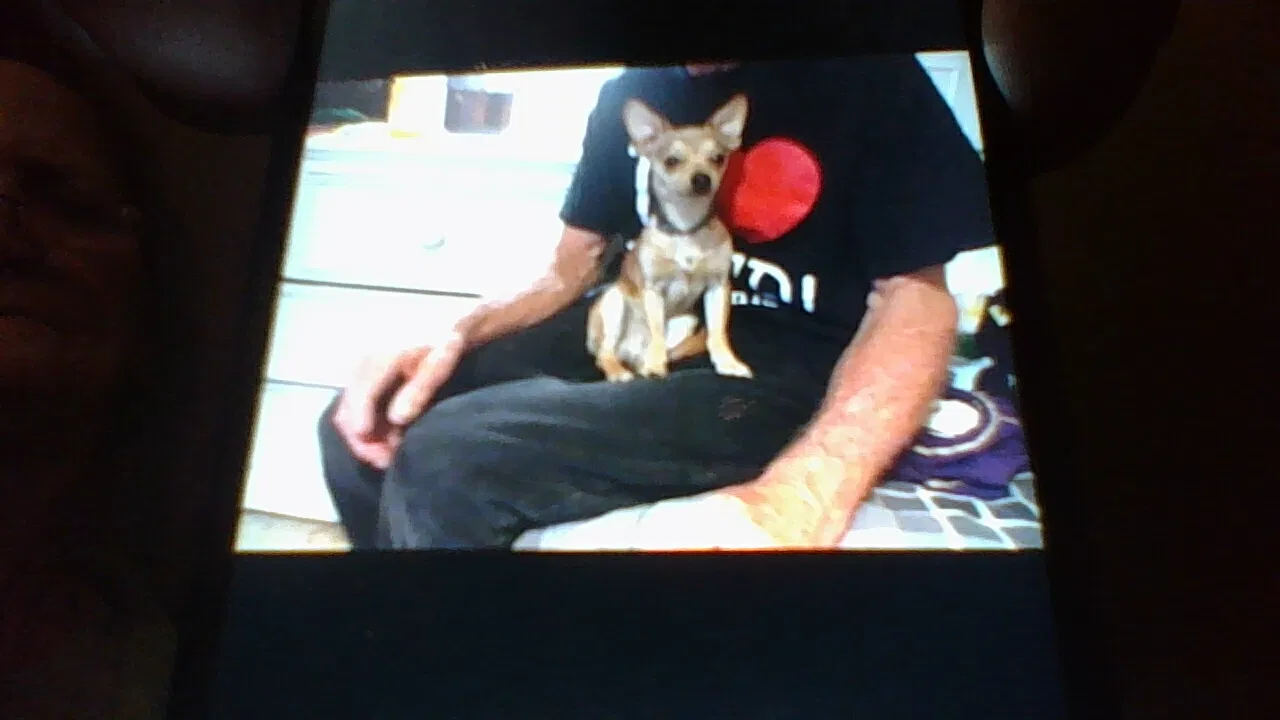 Lost dog in Nipomo, CA, 93444
