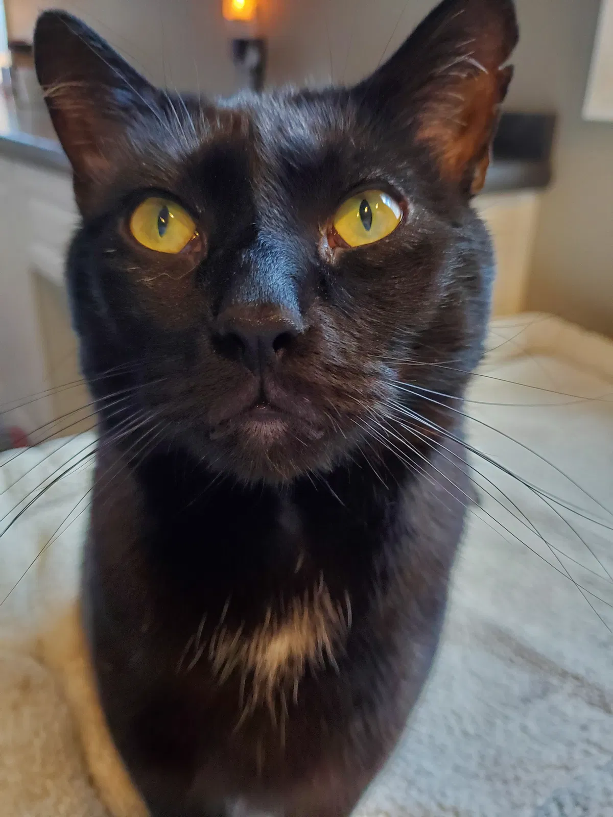 Lost cat in Strongsville, OH, 44136