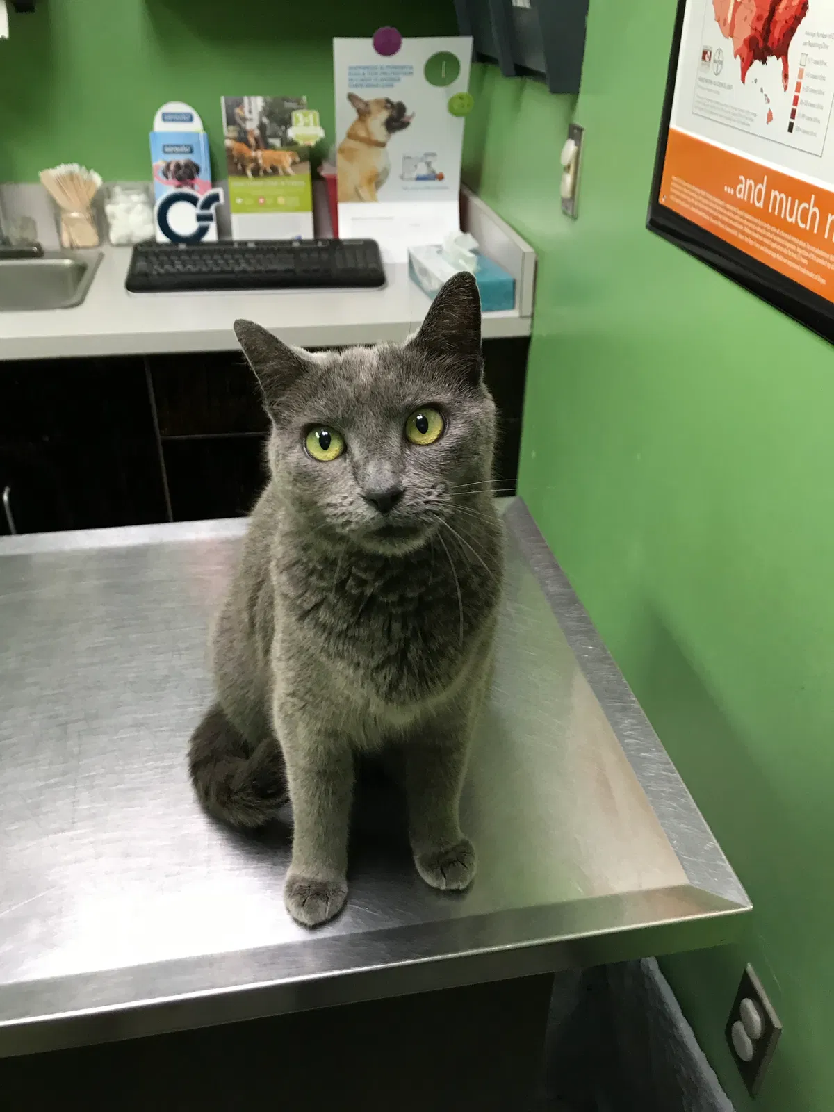Lost cat in Wilmington, NC, 28401