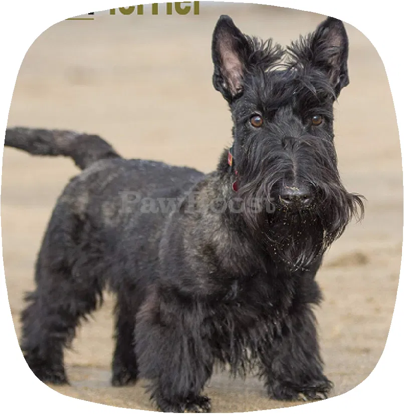 Lost dog in Huddleston, VA, 24104