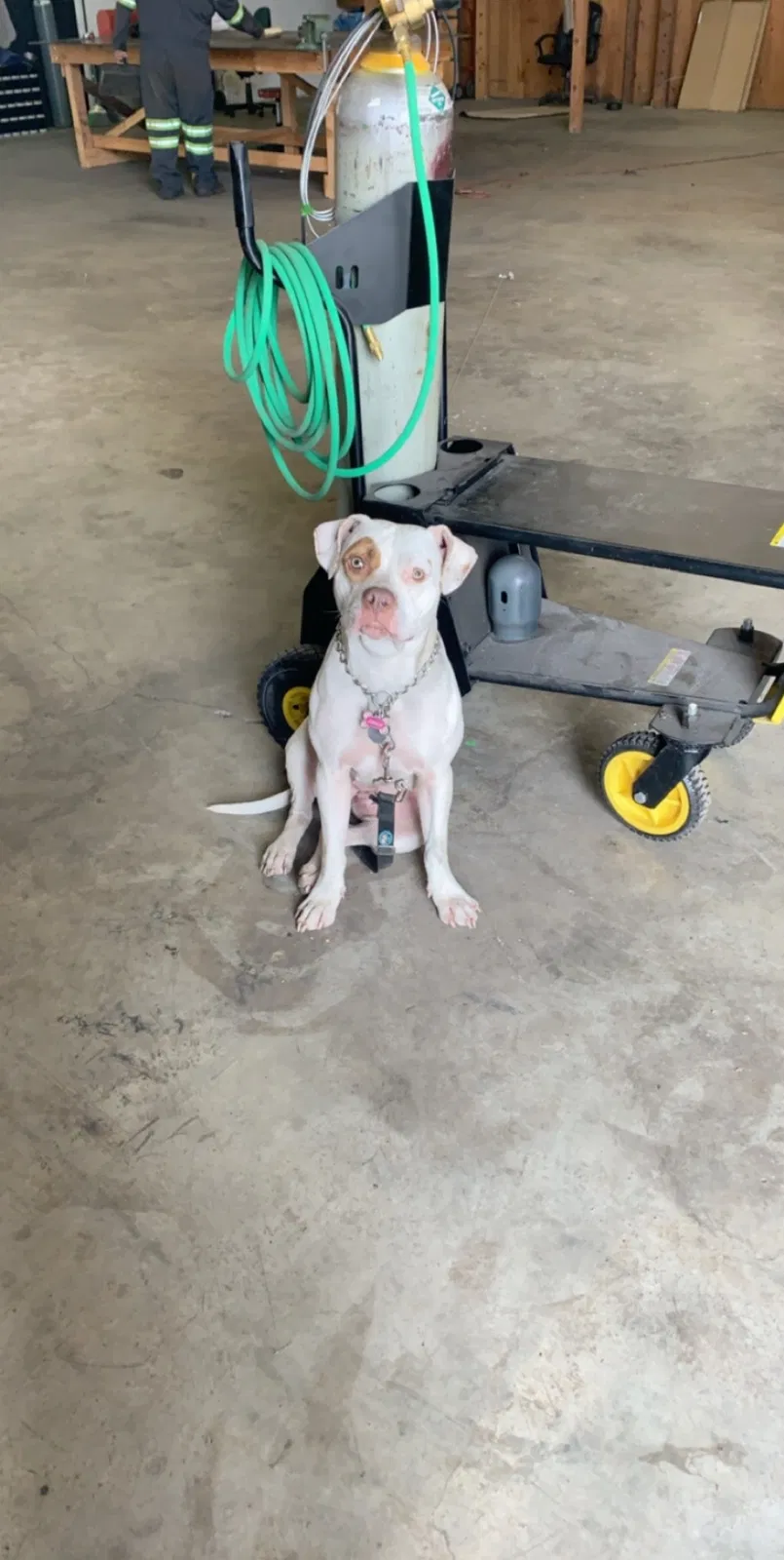 Lost dog in Shady Cove, OR, 97539