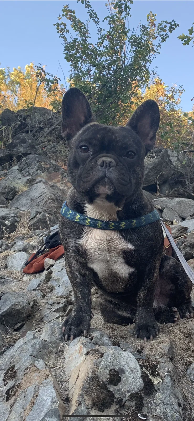 Lost dog in Shady Cove, OR, 97539