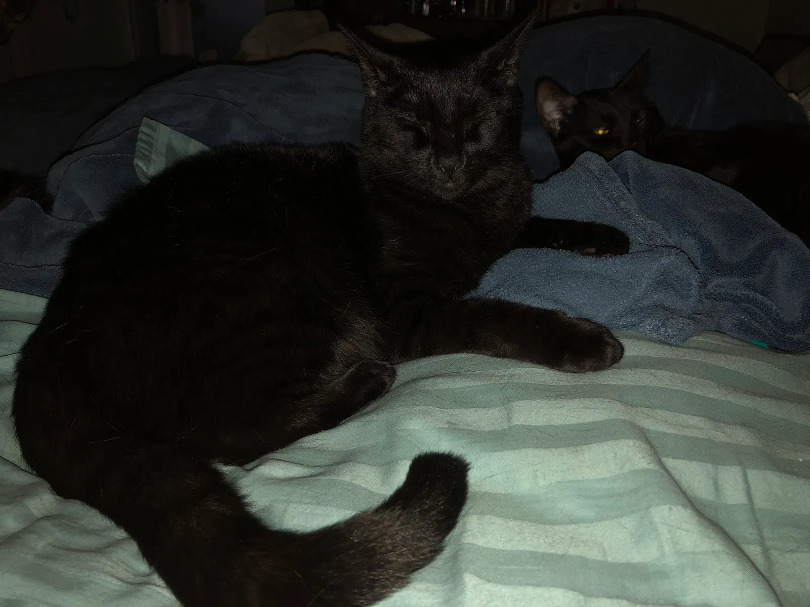 Lost cat in Homestead, FL, 33030