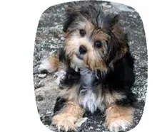 Lost dog in Bedford, VA, 24523