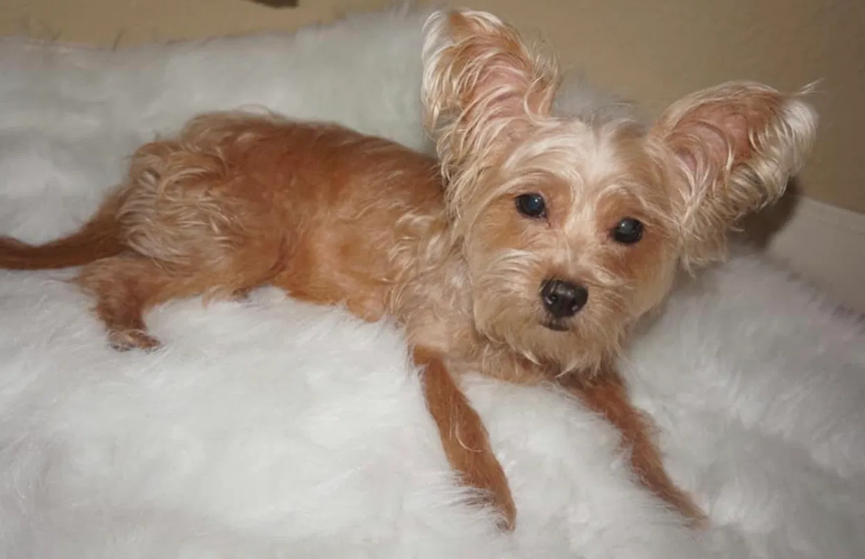 Lost dog in Hollywood, FL, 33025