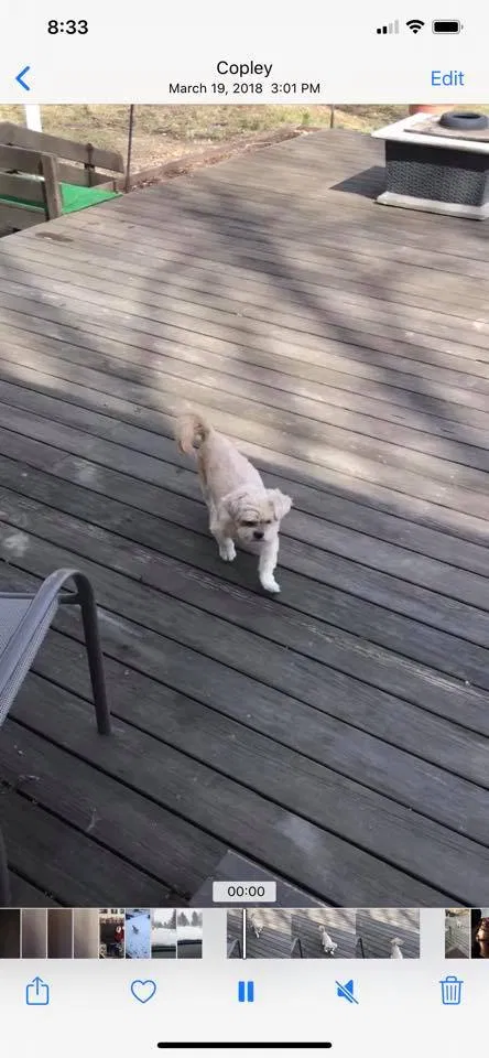 Lost dog in Akron, OH, 44321