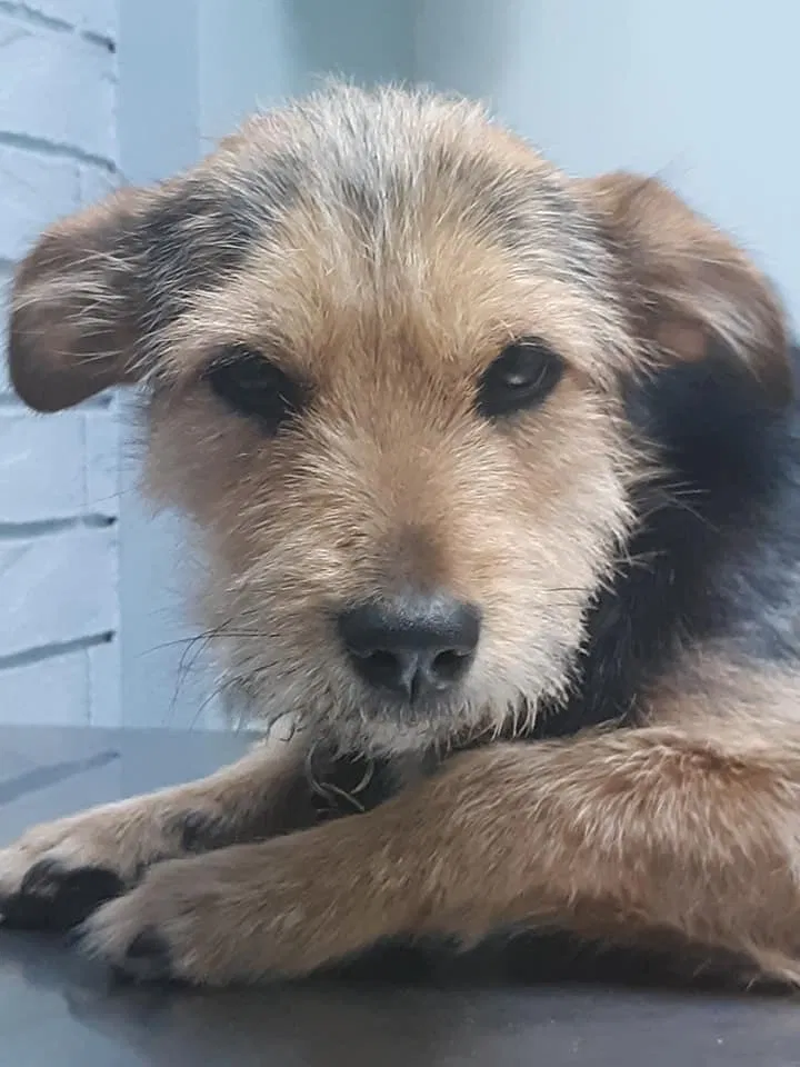 Lost dog in Lubbock, TX, 79411