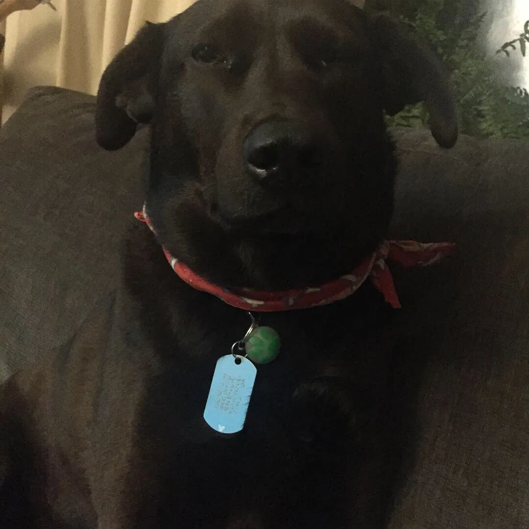 Lost dog in Blacksburg, VA, 24060