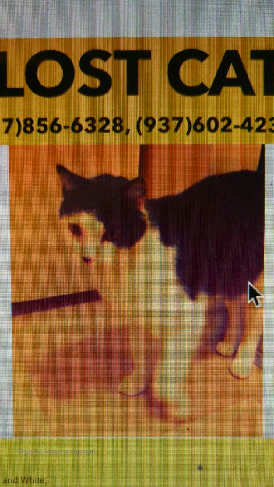 Lost cat in Dayton, OH, 45420