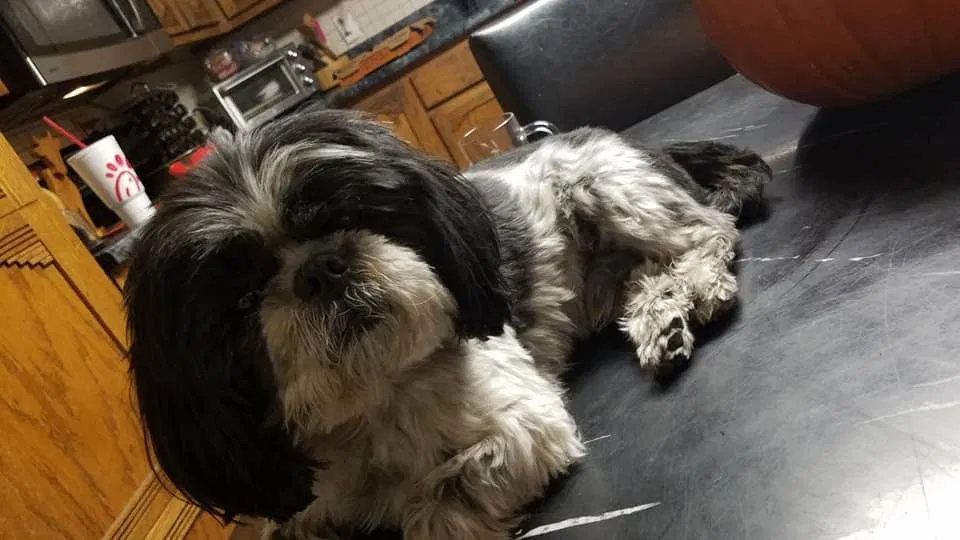 Lost dog in Albuquerque, NM, 87102