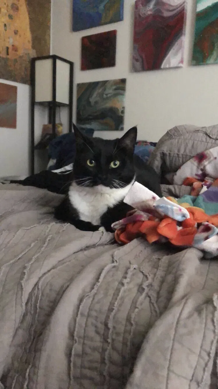 Lost cat in Hillsboro, OR, 97124