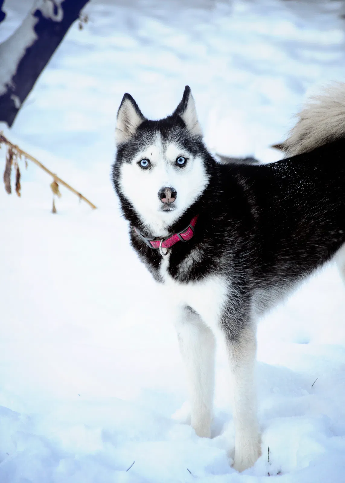 Lost dog in Denver, IN, 46926