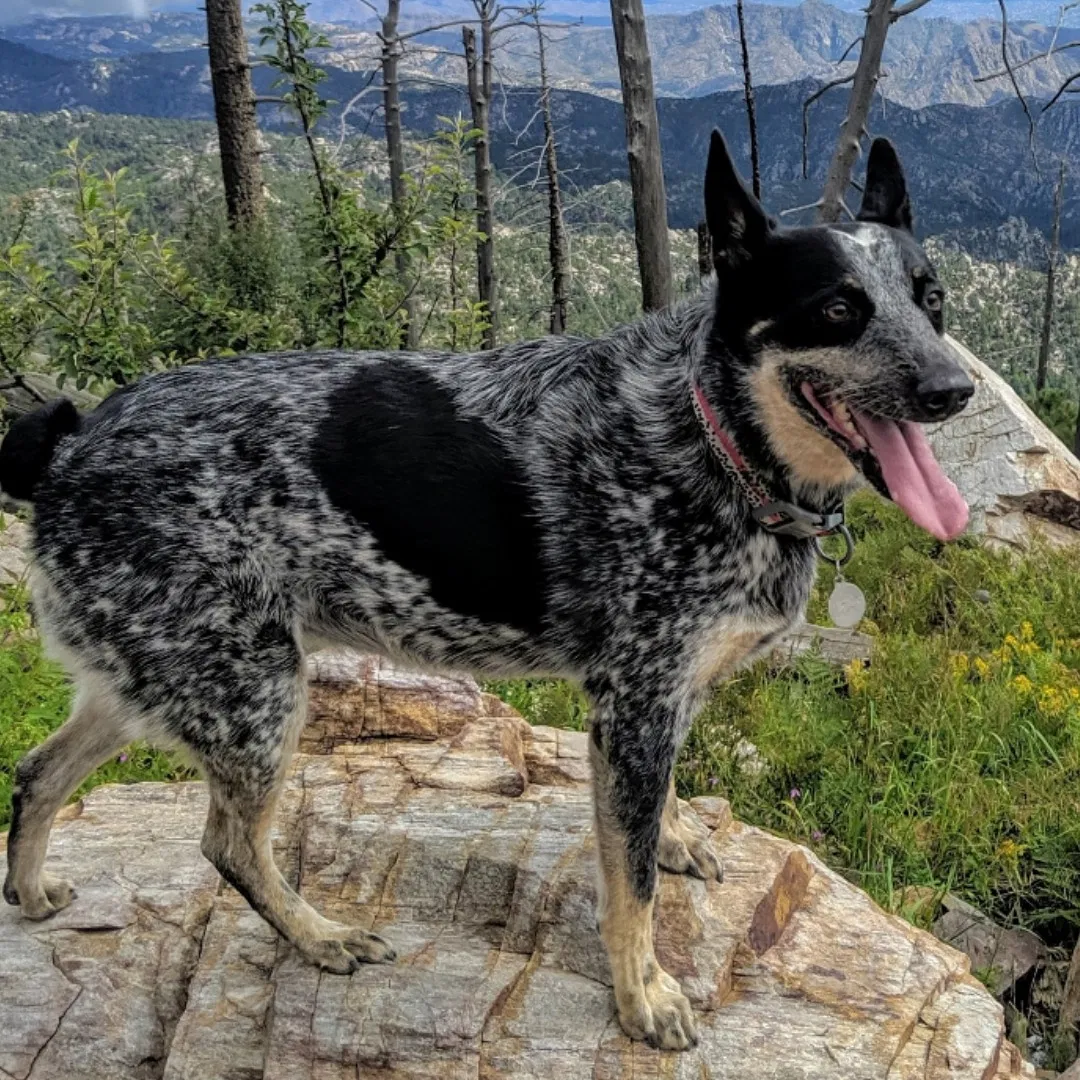 Lost dog in Mesa, AZ, 85202