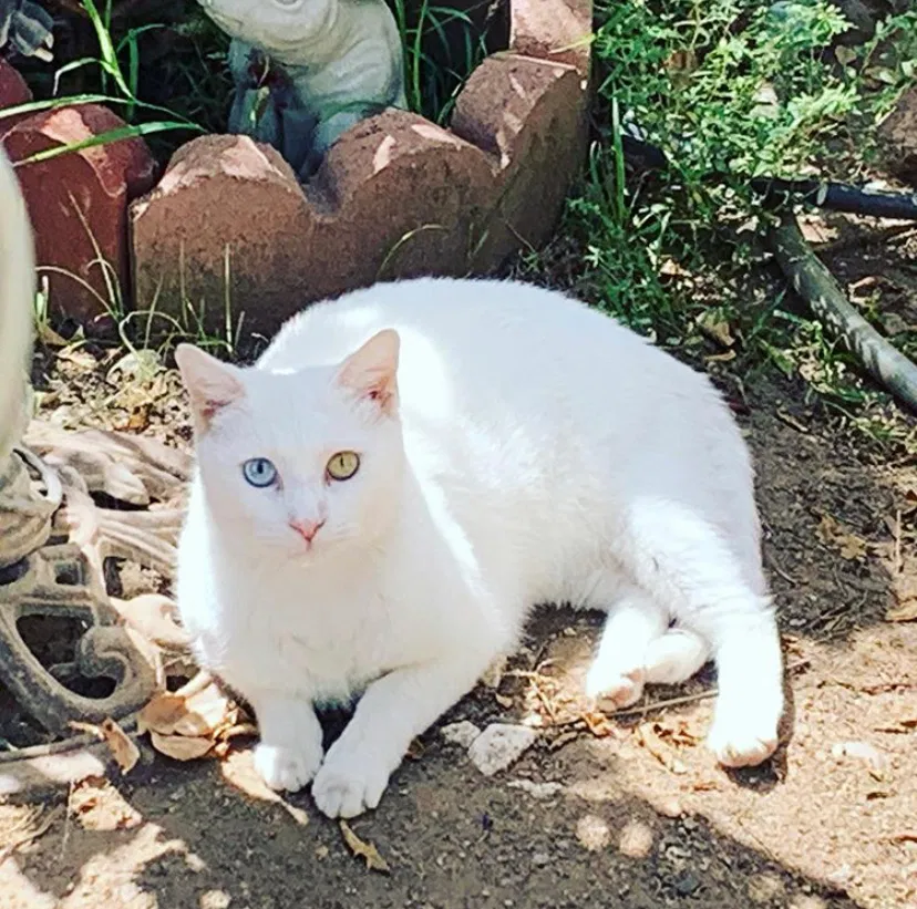 Lost cat in El Cajon, CA, 92021