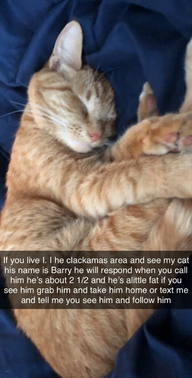 Lost cat in Clackamas, OR, 97015