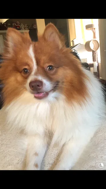 Lost dog in Navasota, TX, 77868