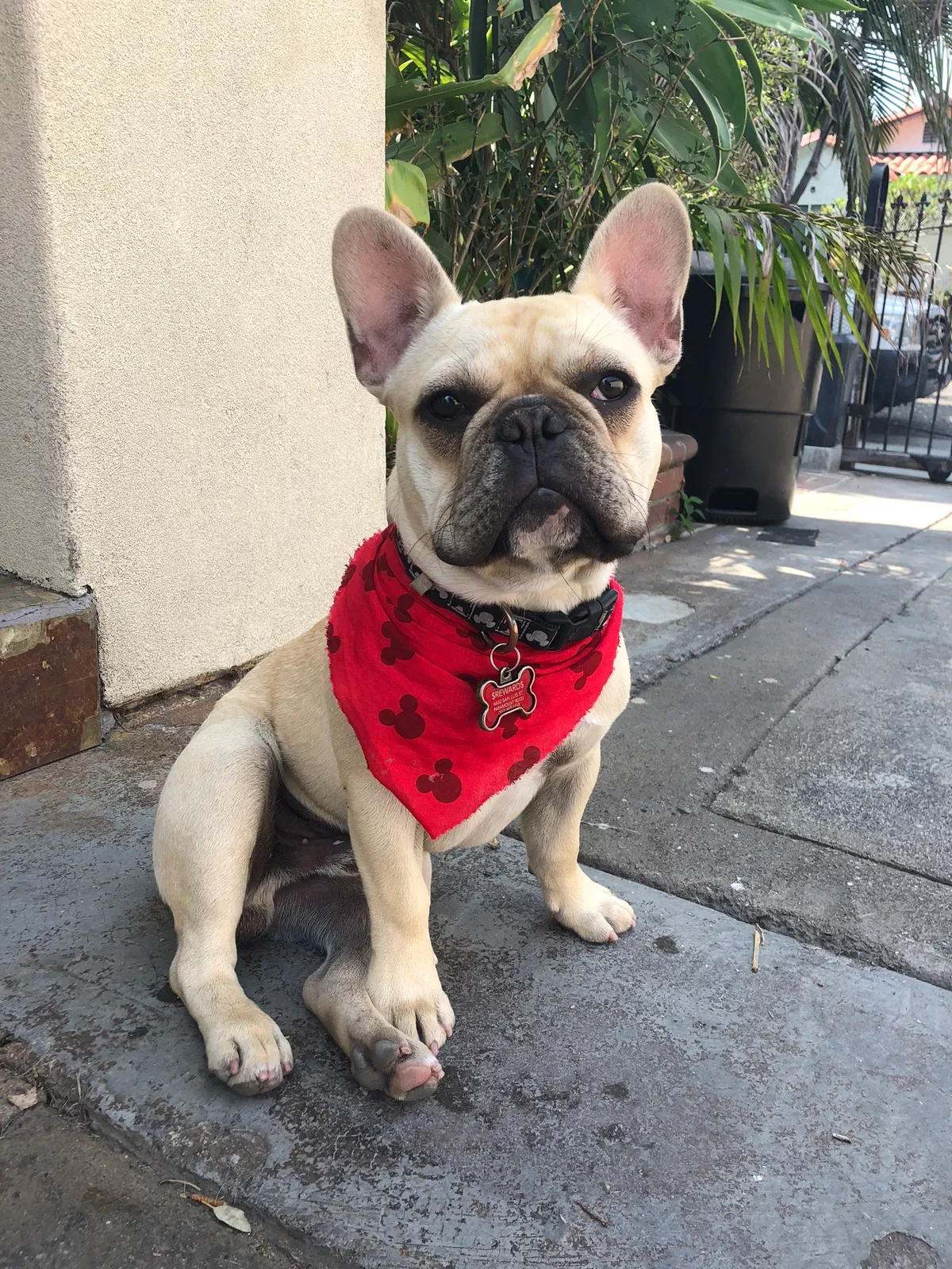 Lost dog in Paramount, CA, 90723