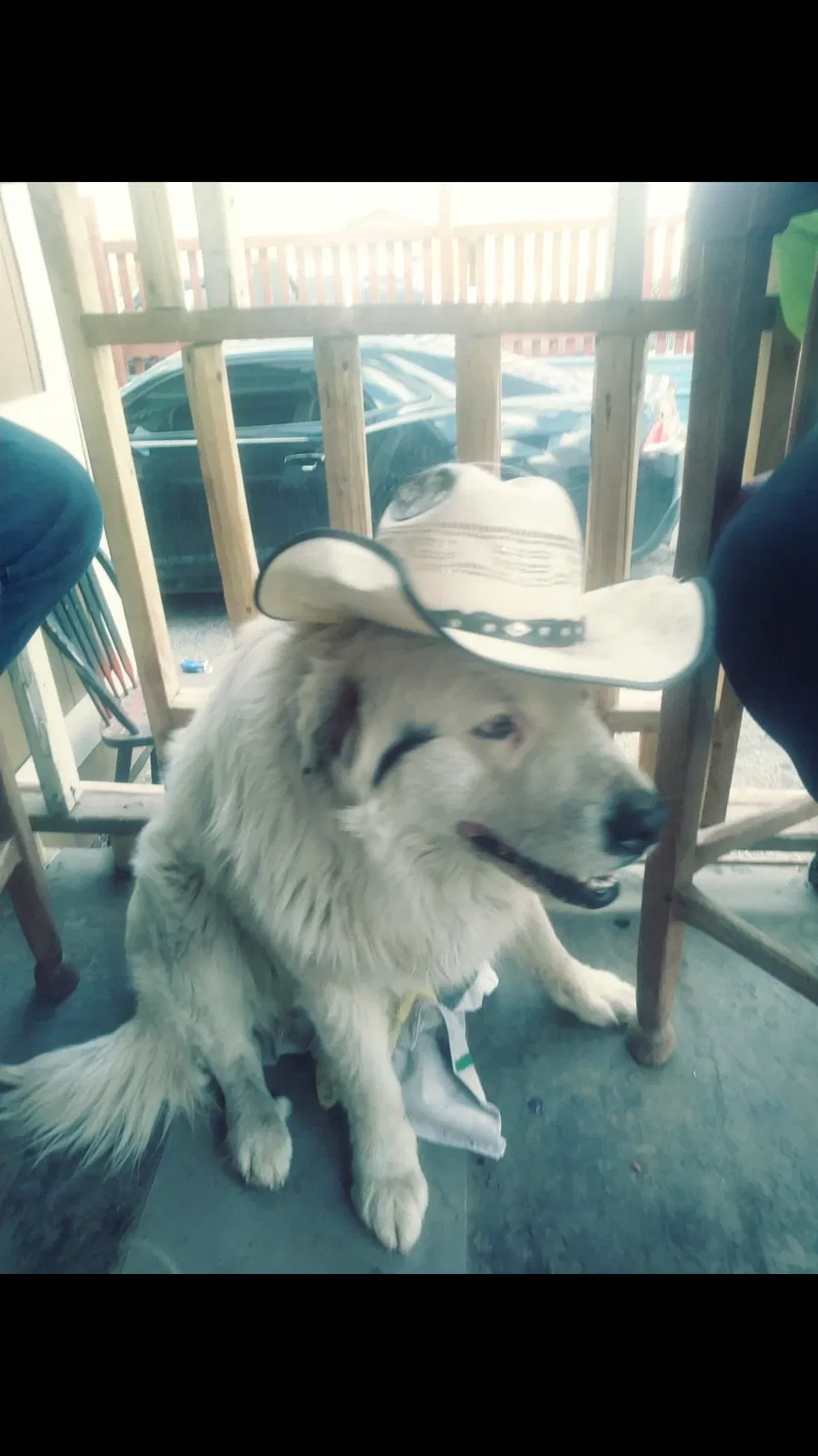 Lost dog in Albuquerque, NM, 87105