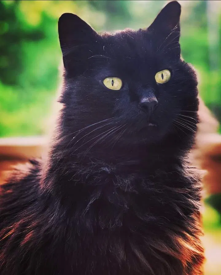 Lost cat in Bremen, GA, 30110