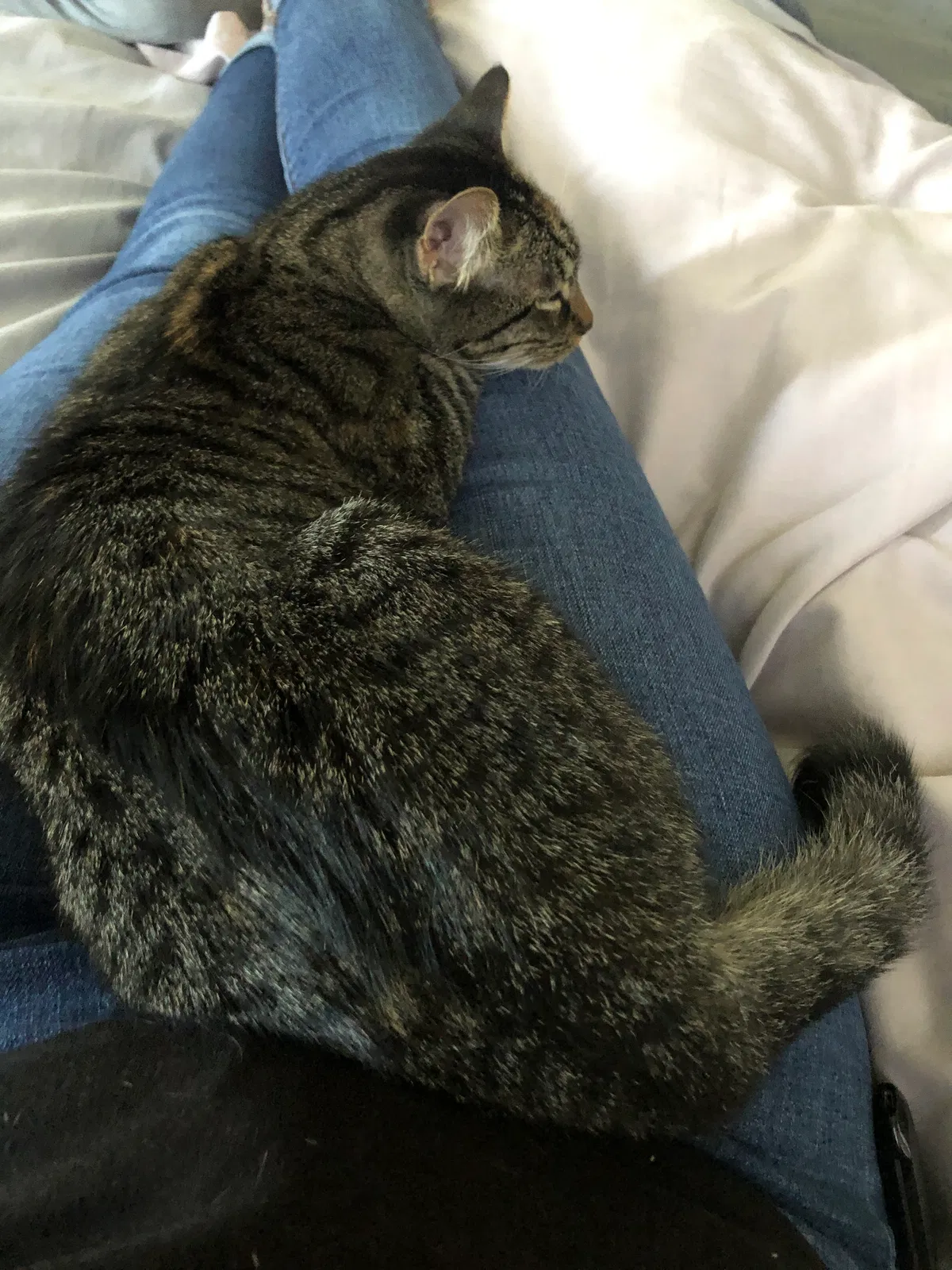 Lost cat in Haines City, FL, 33844