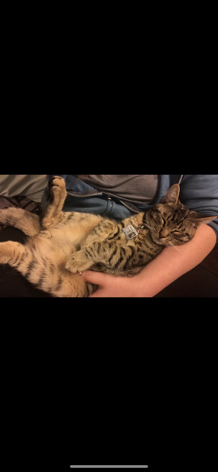 Lost cat in Olympia, WA, 98516