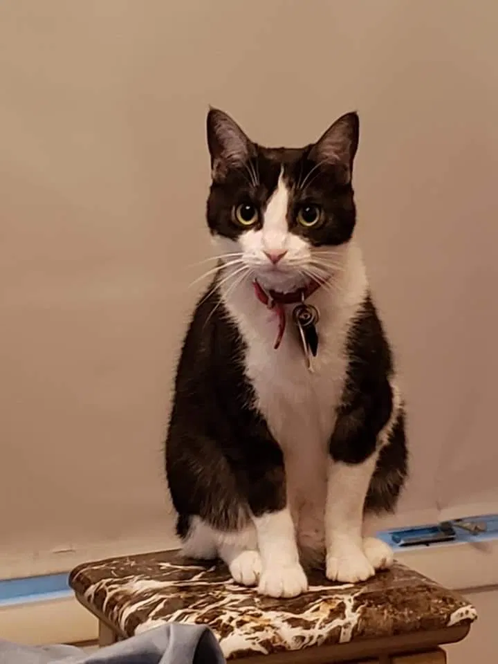 Lost cat in La Porte, IN, 46350