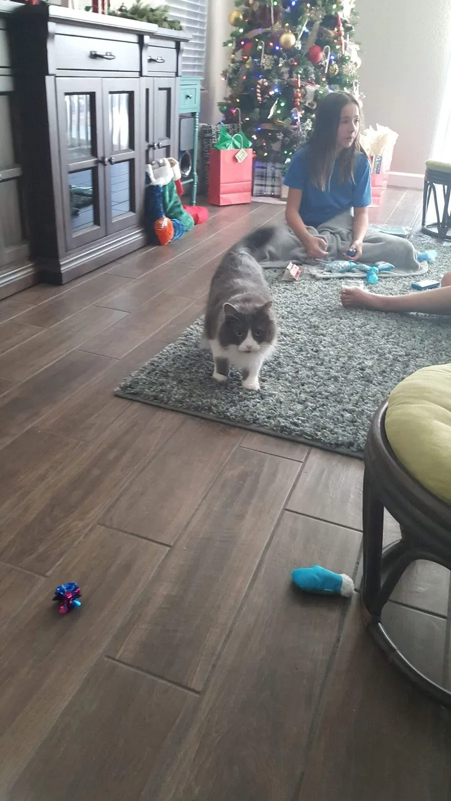 Lost cat in San Tan Valley, AZ, 85143