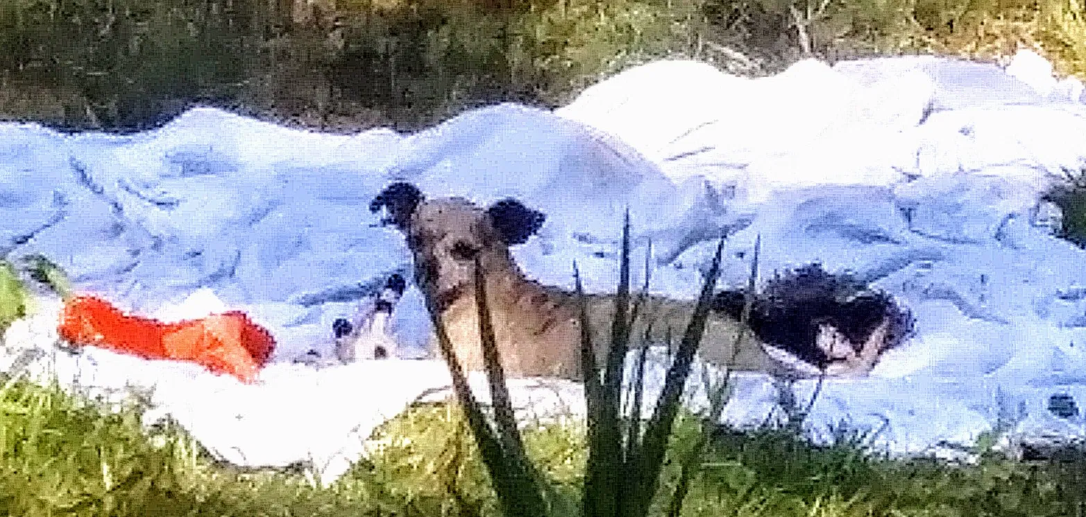 Lost dog in Semmes, AL, 36575