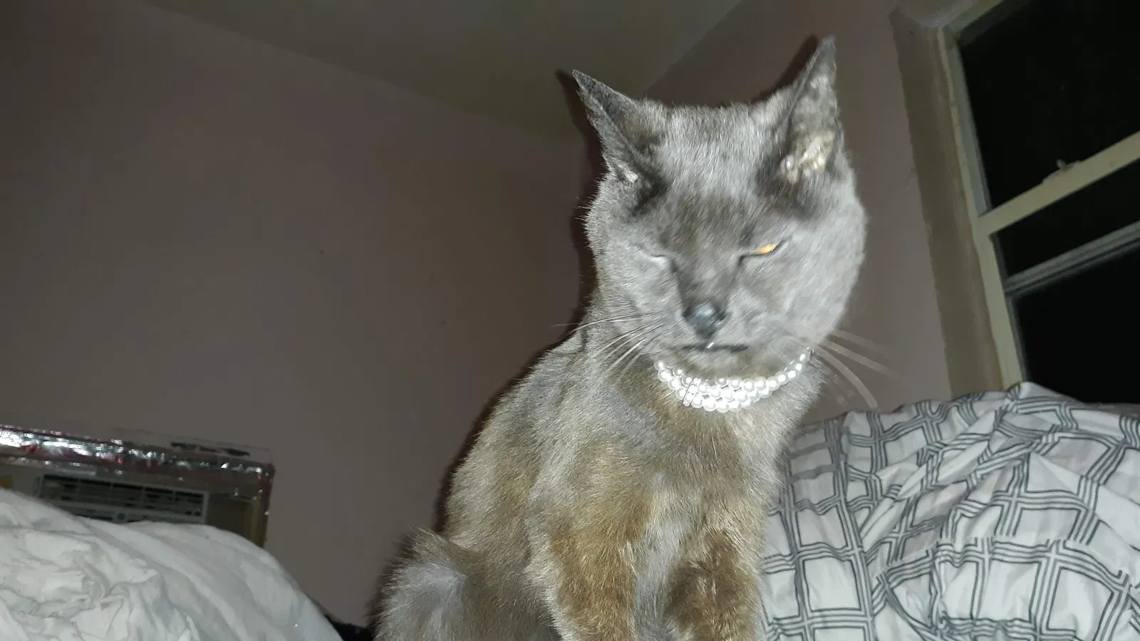 Lost cat in Fort Lauderdale, FL, 33312