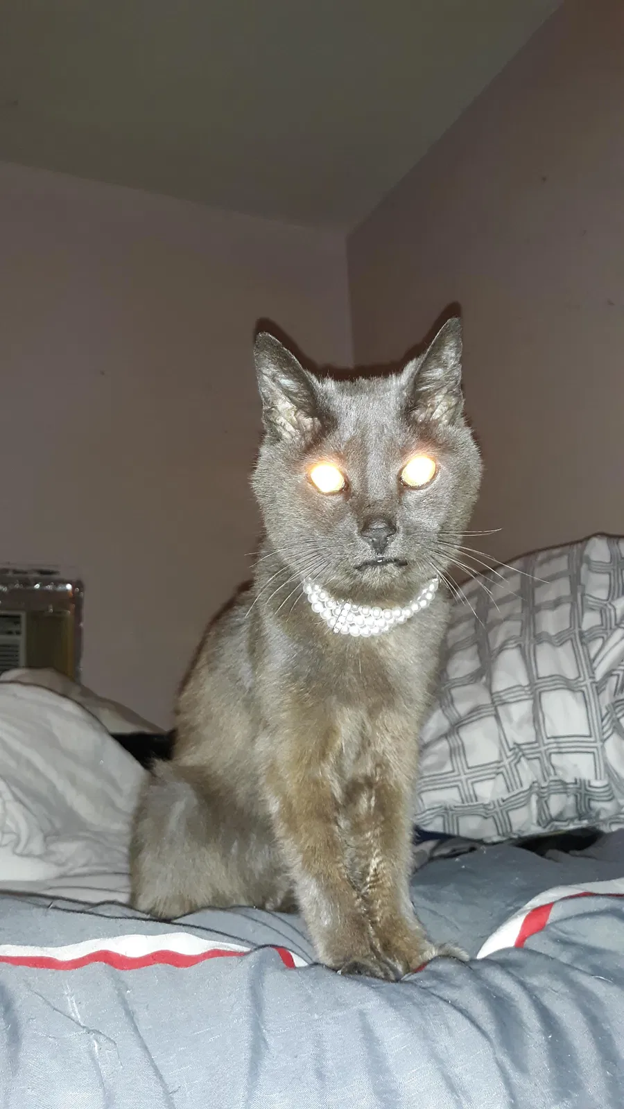 Lost cat in Fort Lauderdale, FL, 33312