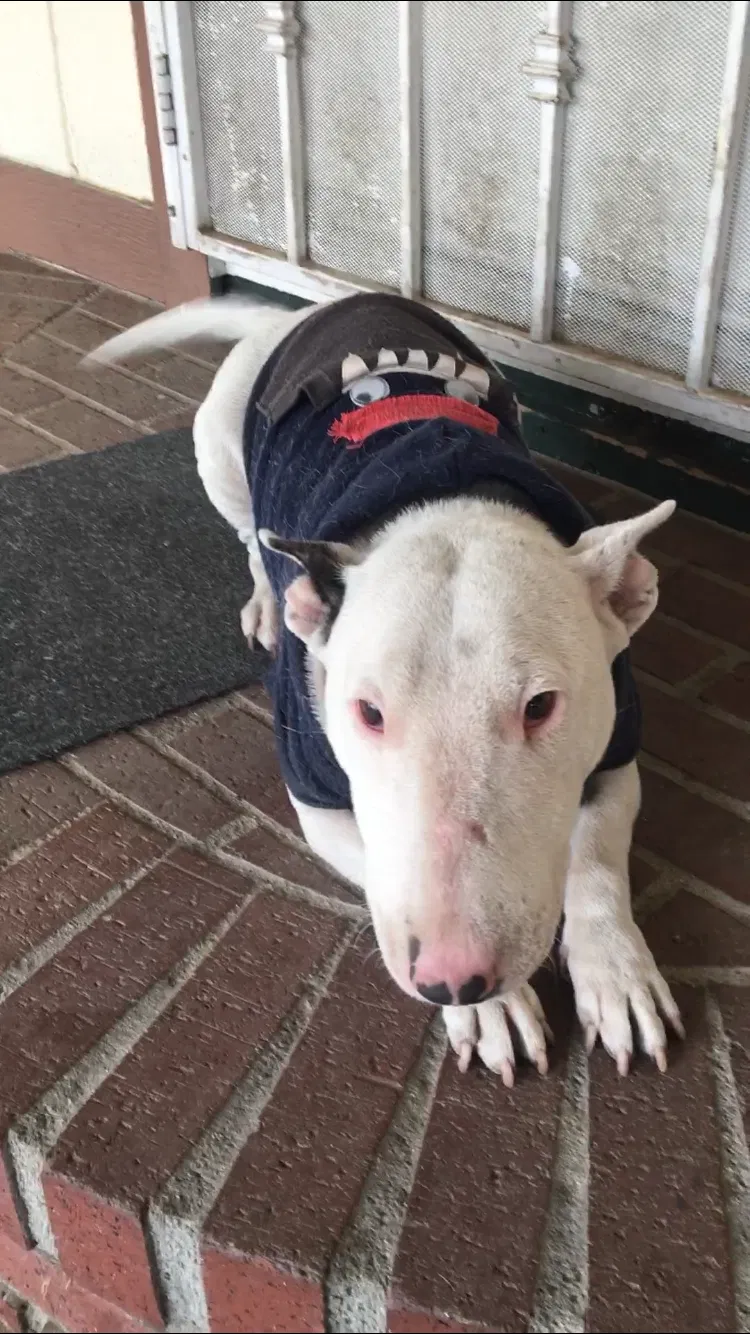 Lost dog in Perris, CA, 92571