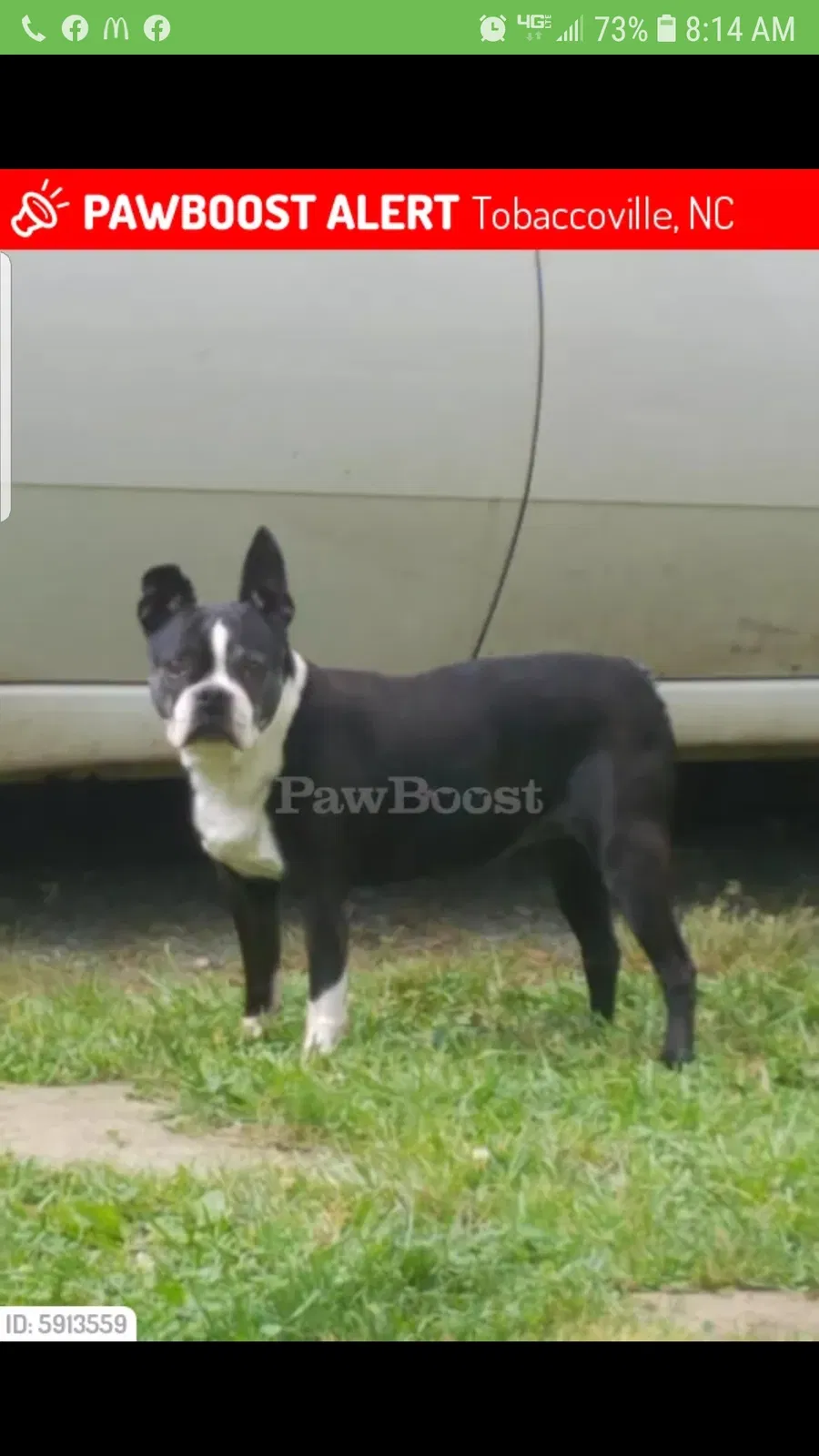 Lost dog in Tobaccoville, NC, 27050