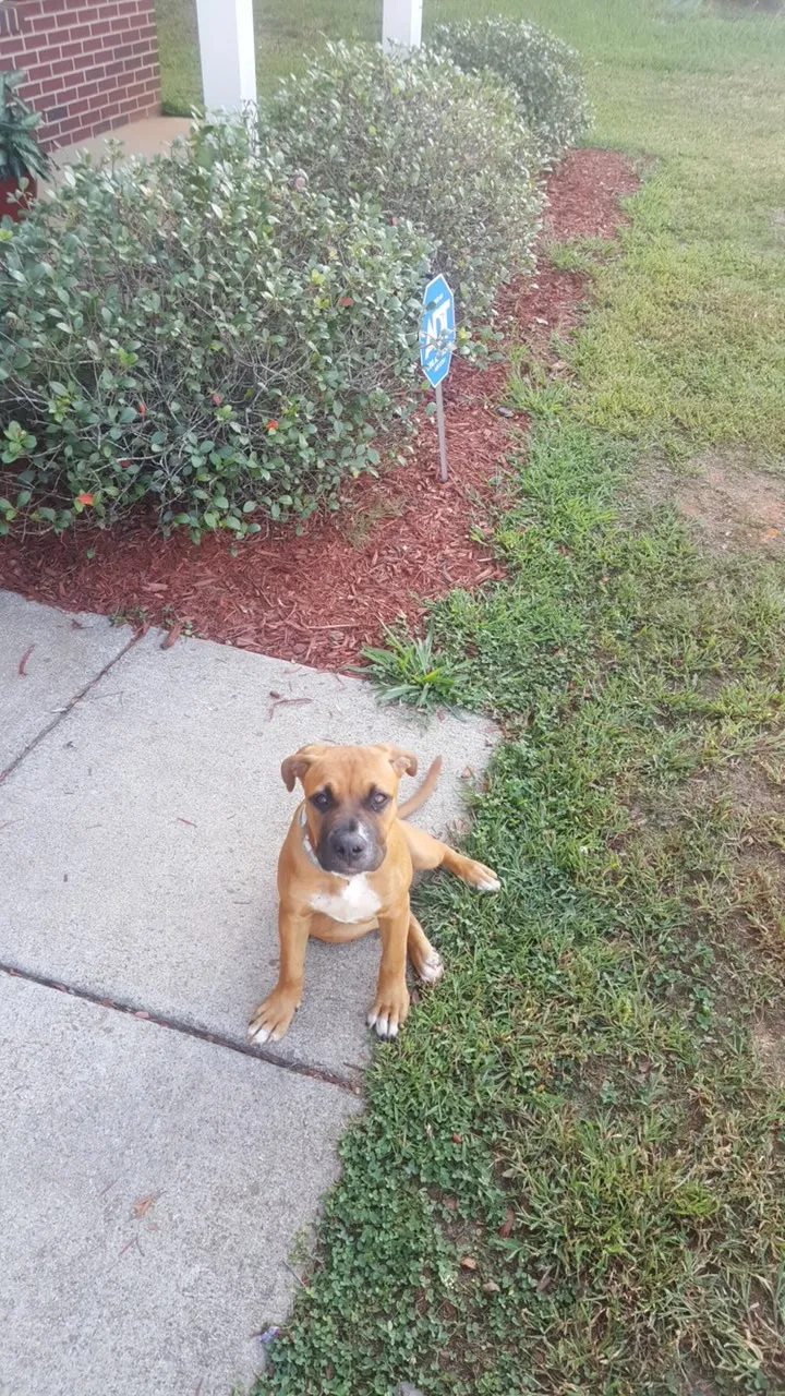 Lost dog in Rock Hill, SC, 29730