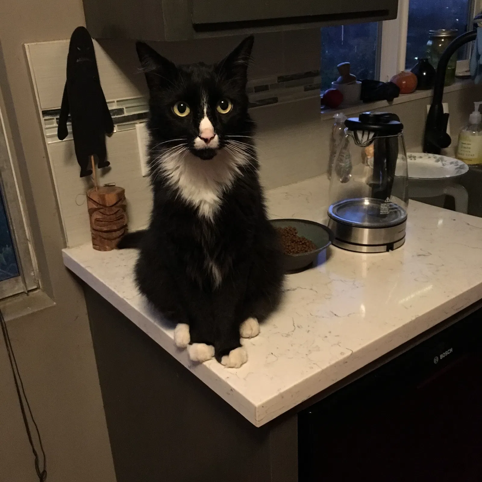 Lost cat in Los Angeles, CA, 90041