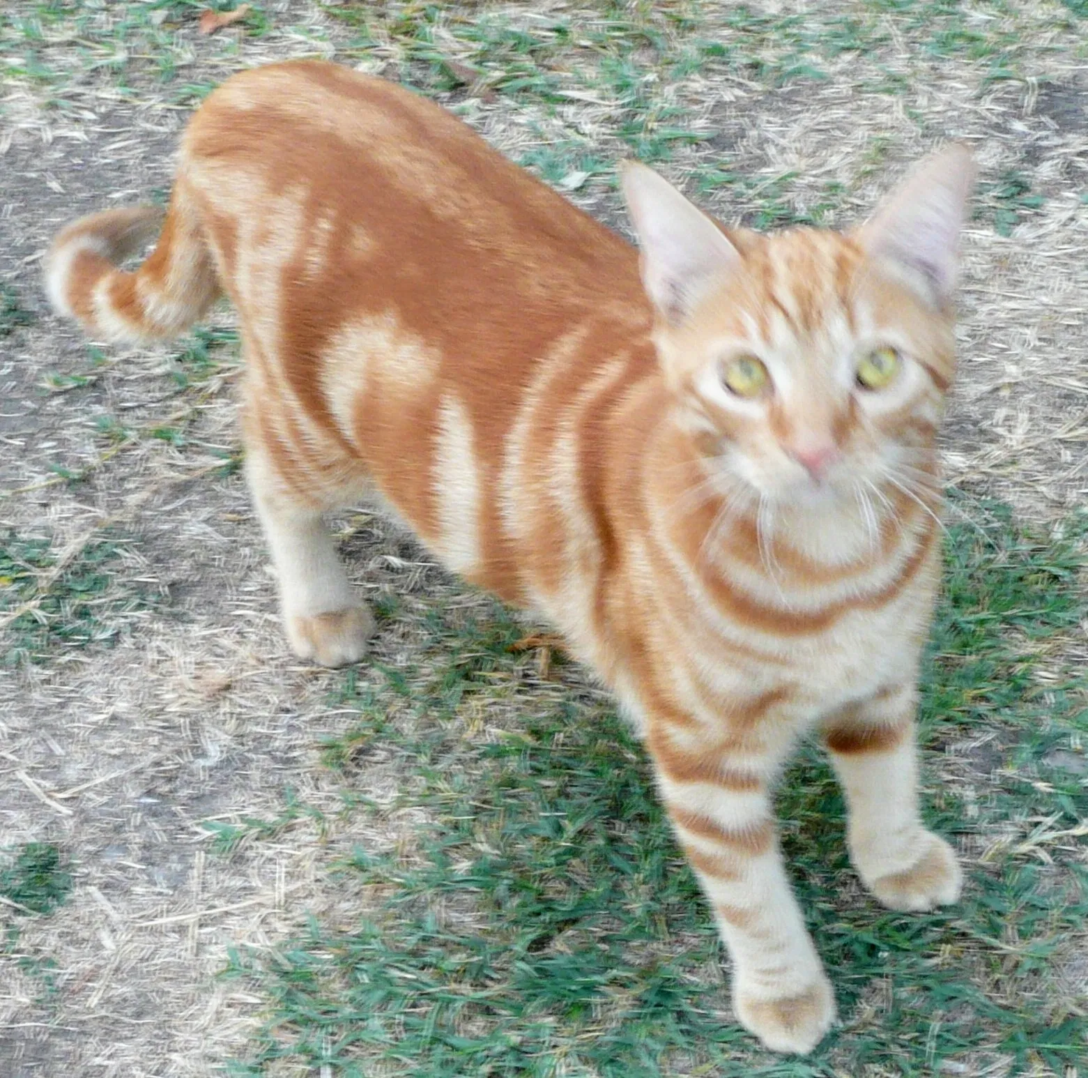 Lost cat in Anaheim, CA, 92804