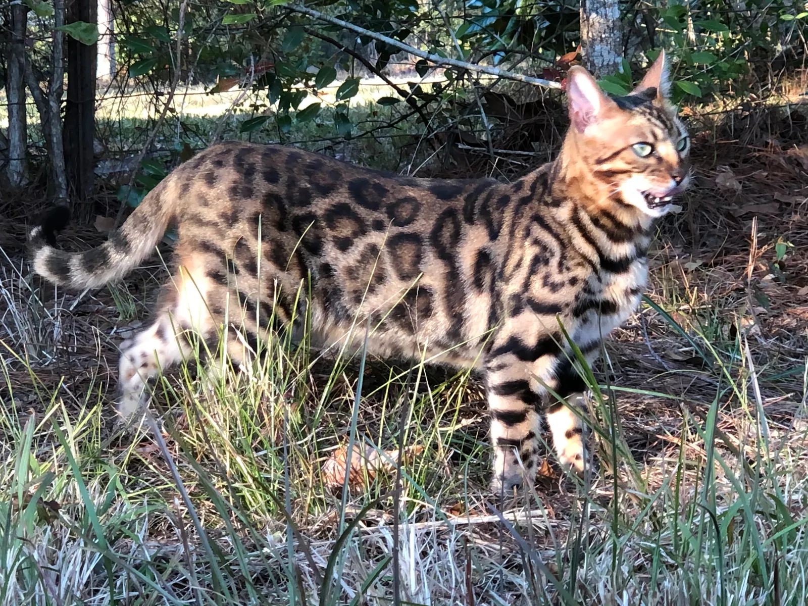 Lost cat in Kiln, MS, 39556