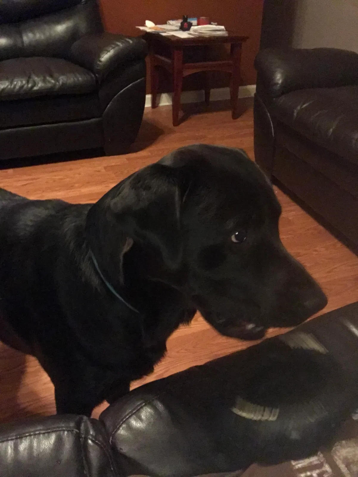 Lost dog in Decatur, GA, 30037