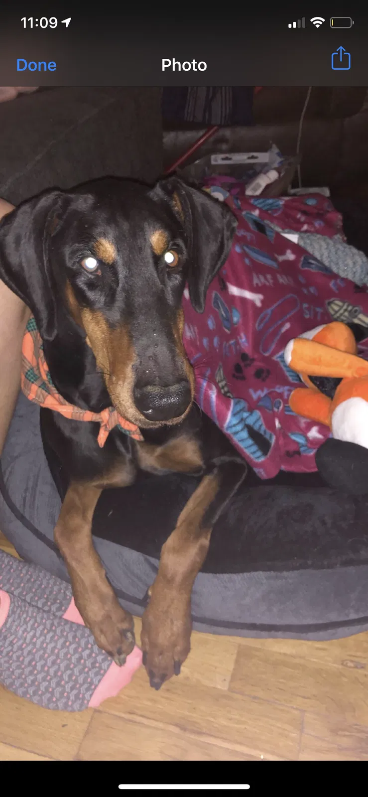 Lost dog in Colorado Springs, CO, 80907