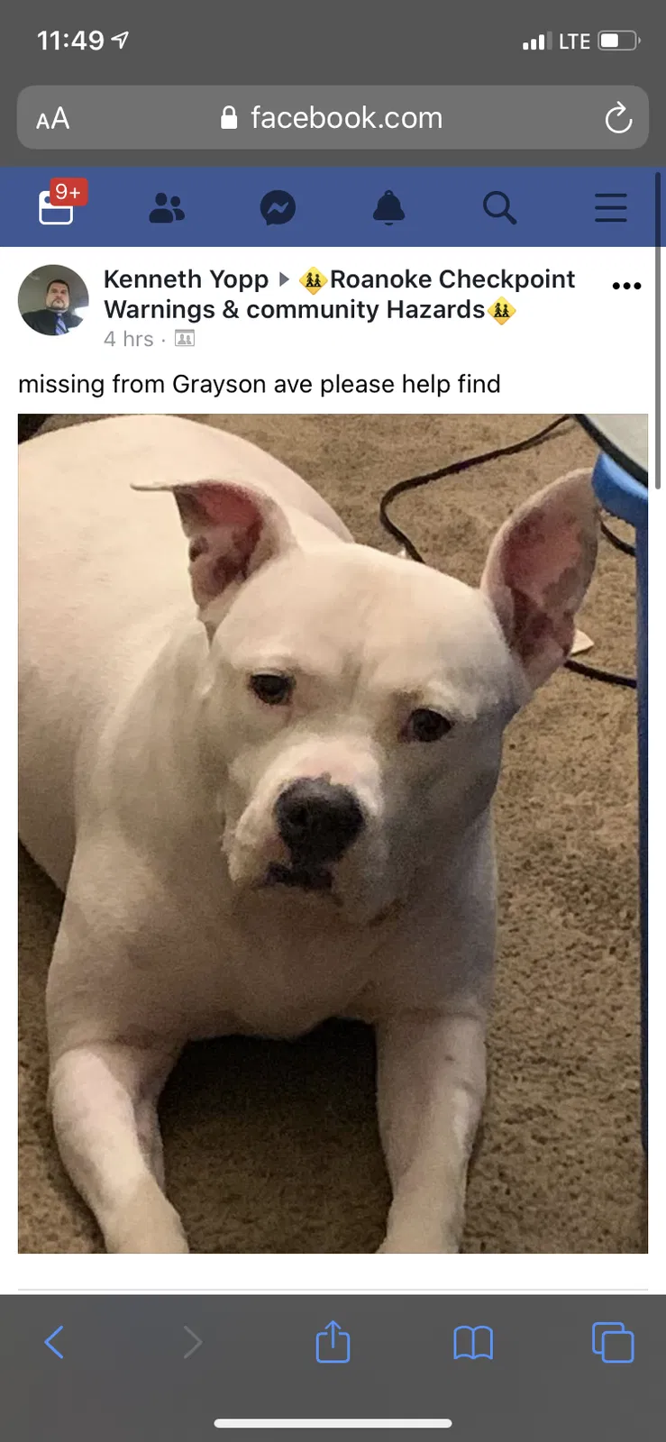 Lost dog in Roanoke, VA, 24017