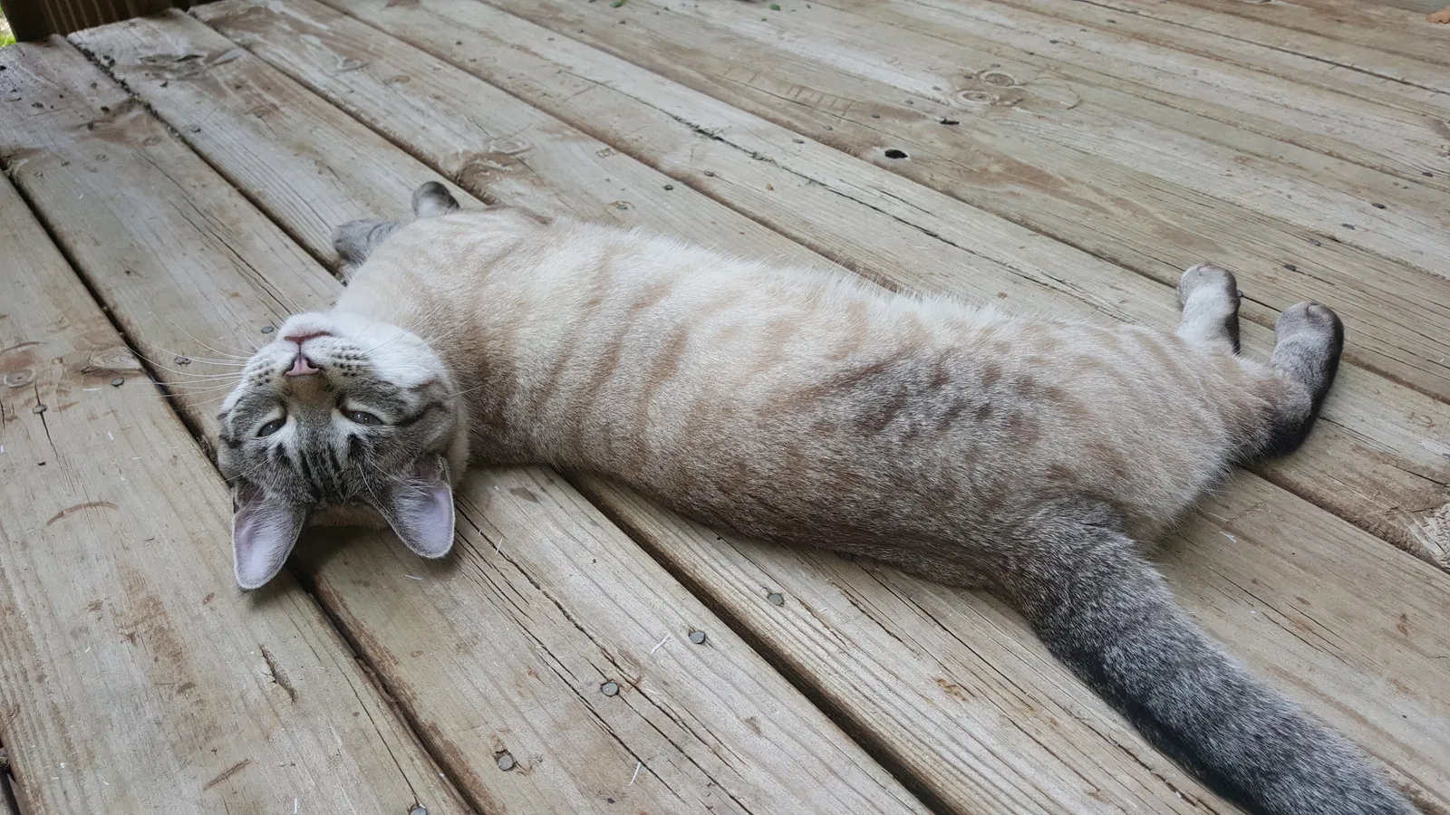 Lost cat in Grand Rapids, MI, 49534