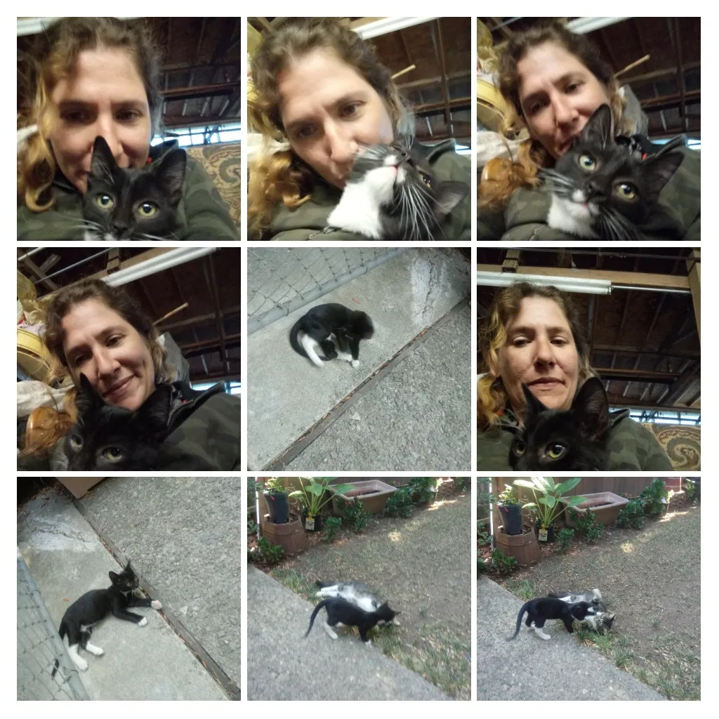 Lost cat in Galt, CA, 95632