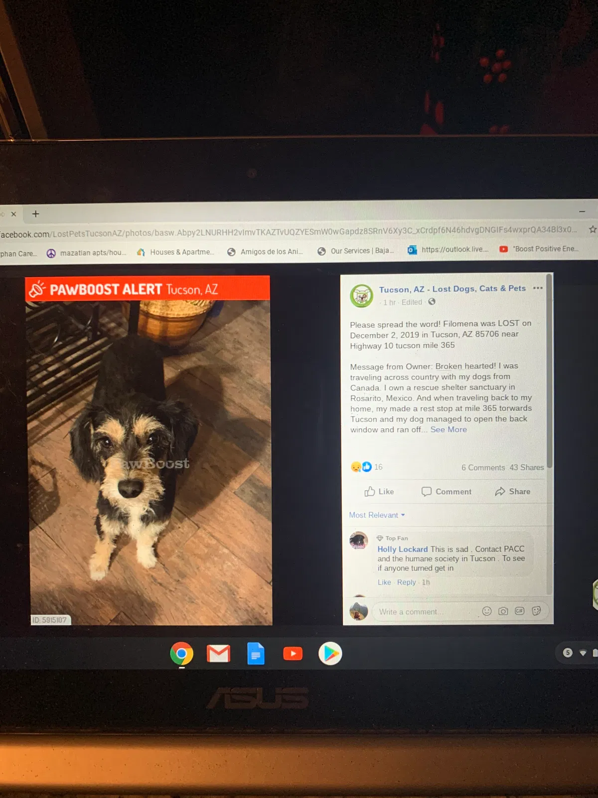 Lost dog in Unknown, AZ, 0